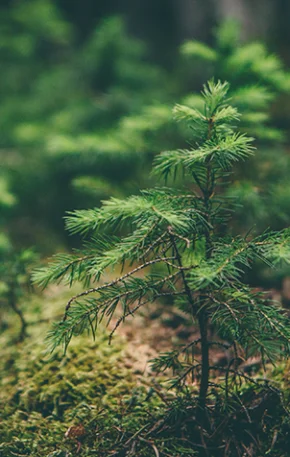 Seis curiosidades que surpreenderão os leitores de “A vida secreta das árvores”